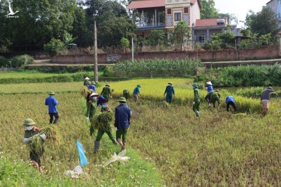 Công an xuống xã lội ruộng gặt lúa giúp các F1, F2 đang phải cách ly - Ảnh 4.