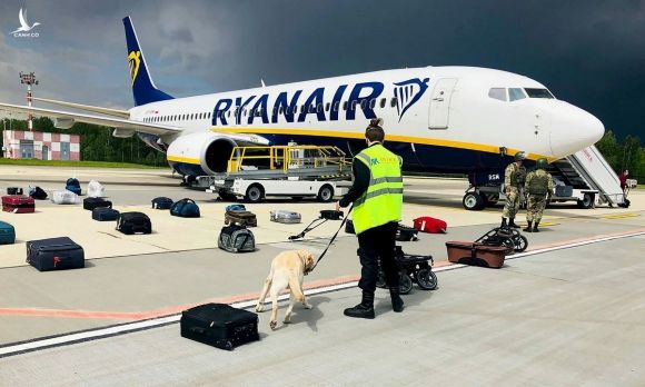 Chó nghiệp vụ kiểm tra hành lý sau khi máy bay Ryanair đáp xuống Minsk hôm 23/5. Ảnh: AFP.