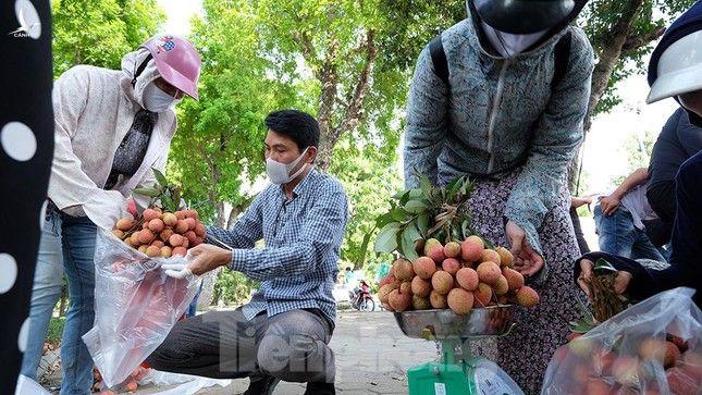 Vải thiều Bắc Giang được bán với giá 20.000 đồng/kg ở Thủ đô ảnh 11
