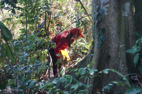Người dân địa phương vào rừng nhặt ươi, họ đi theo nhóm cả ngày để thu được khoảng 1-2 kg mỗi người.