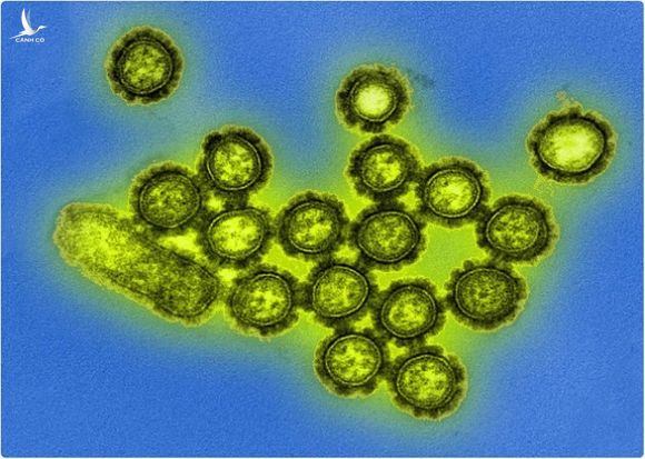 COVID-19 đã giúp diệt được 2 chủng virus cúm quen thuộc? - Ảnh 1.