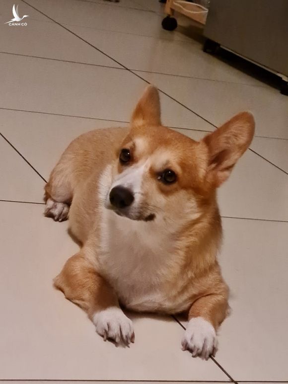 cho corgi duoc be ve nha anh 3