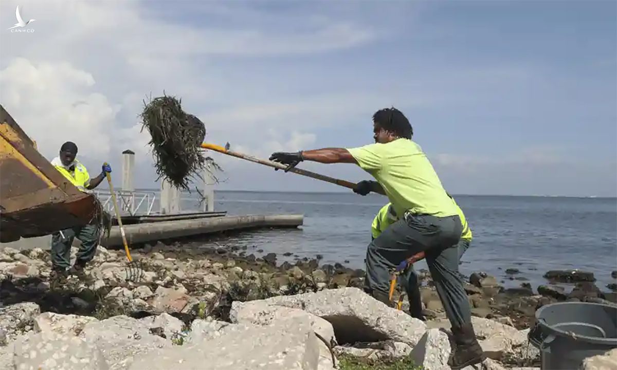 Công nhân môi trường dọn tảo và cá chết dạt vào bờ tại thành phố St. Petersburg thuộc bang Florida, Mỹ ngày 15/7. Ảnh: AP.