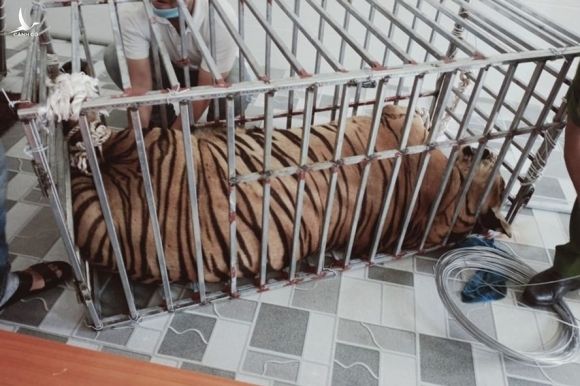 Trong vụ "giải cứu" 17 con hổ trưởng thành được người dân Nghệ An nuôi trái phép, có 8 con chết chưa rõ nguyên nhân, hiện đang được cấp đông. Ảnh: ĐB