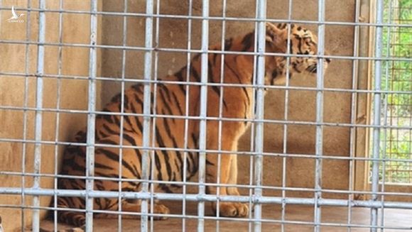 20 ngày tốn 400 triệu chăm 9 con hổ sau giải cứu ở Nghệ An, chưa đâu nhận nuôi - 1