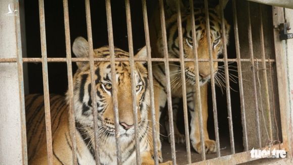 Nghệ An nóng ruột hướng xử lý 9 con hổ thu từ nhà dân, nuôi tốn 20 triệu đồng/ngày - Ảnh 1.