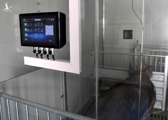 Nuôi lợn ở Trung Quốc: Lợn ở trong khách sạn 13 tầng, hệ thống kiểm soát nhiệt độ và độ ẩm tự động, kiểm soát ra vào nghiêm ngặt - Ảnh 1.