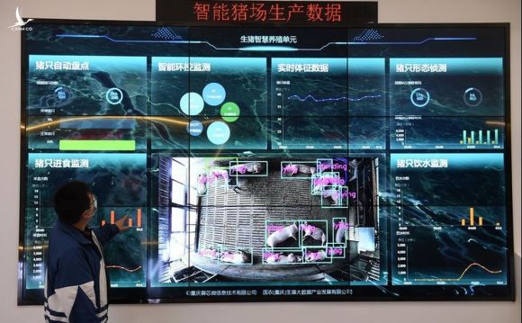 Nuôi lợn ở Trung Quốc: Lợn ở trong "khách sạn" 13 tầng, hệ thống kiểm soát nhiệt độ và độ ẩm tự động, kiểm soát ra vào nghiêm ngặt