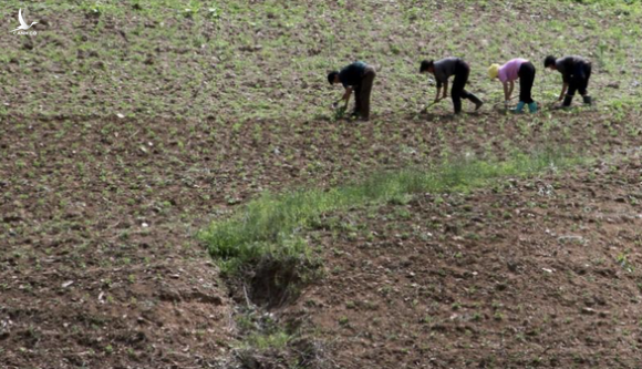 Tình báo Hàn Quốc nói Triều Tiên xả gạo dự trữ vì mất mùa - Ảnh 1.