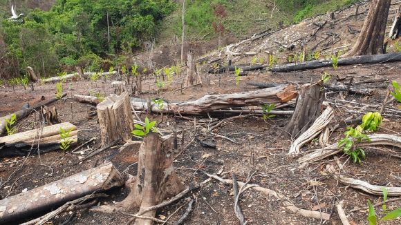 Rừng tự nhiên ở Phú Yên lại bị tàn phá: Lợi dụng dịch COVID-19 để phá rừng? - Ảnh 7.