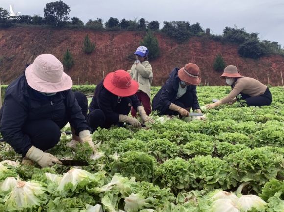 Giãn cách xã hội khiến nguồn rau ở Lâm Đồng ra phía Bắc không nhiều ẢNH: LÂM VIÊN