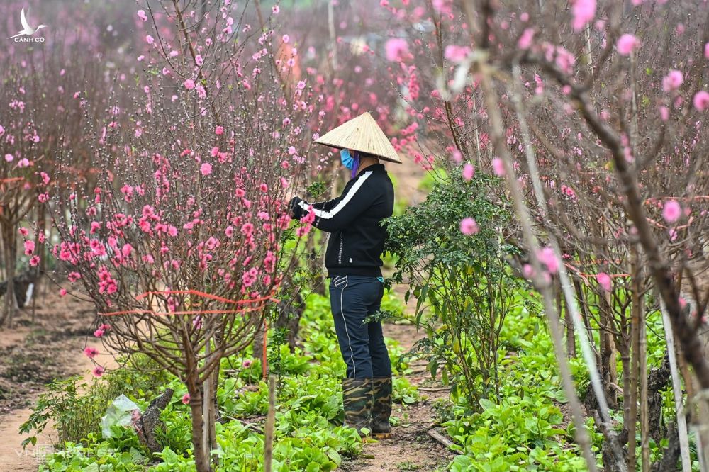 Nông dân Nhật Tân, Hà Nội chăm sóc vườn đào cho vụ Tết Tân Sửu, tháng 2/2021. Ảnh: Giang Huy