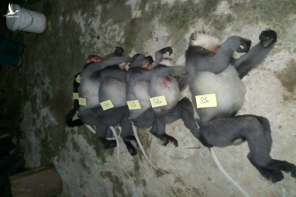 2 thợ săn ở Quảng Ngãi bắn chết 5 voọc chà vá chân xám, sẽ khởi tố vụ án