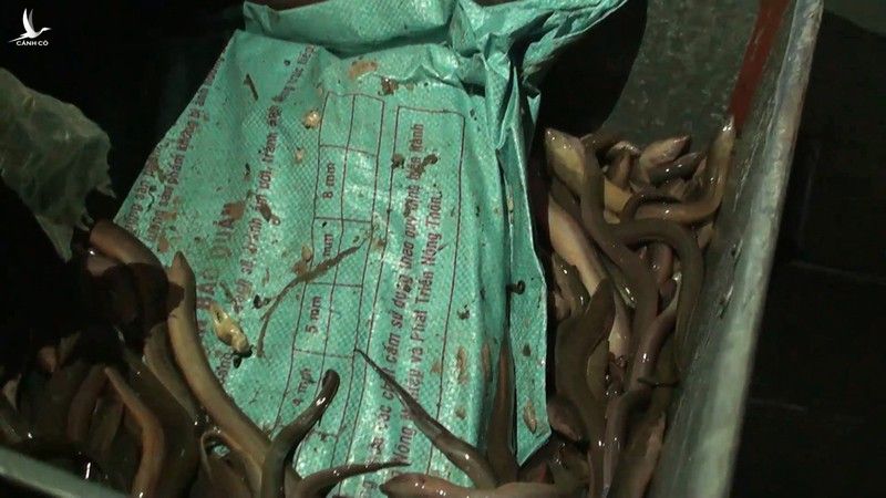 Nửa tạ ma túy giấu trong thùng lươn sống ở chợ đầu mối Bình Điền - ảnh 2