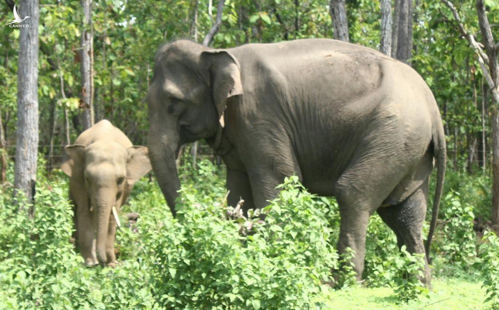 Voi đẻ con, chủ voi ở Đắk Lắk sẽ nhận được trên 400 triệu đồng hỗ trợ