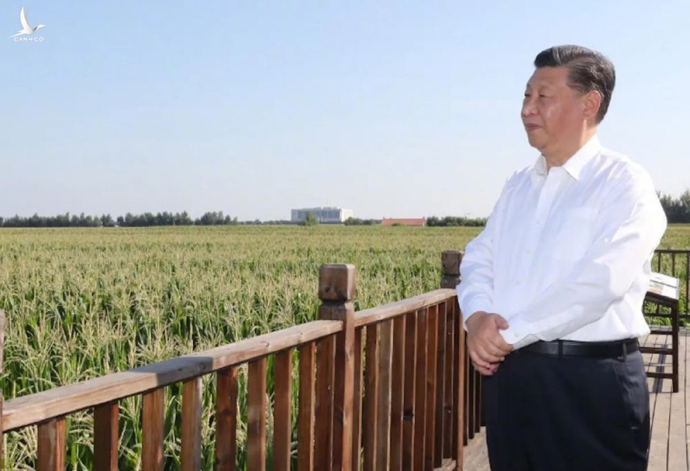Chủ tịch Trung Quốc Tập Cận Bình trăn trở với việc Trung Quốc cần đảm bảo được tự túc lương thực. Ảnh: CGTN.