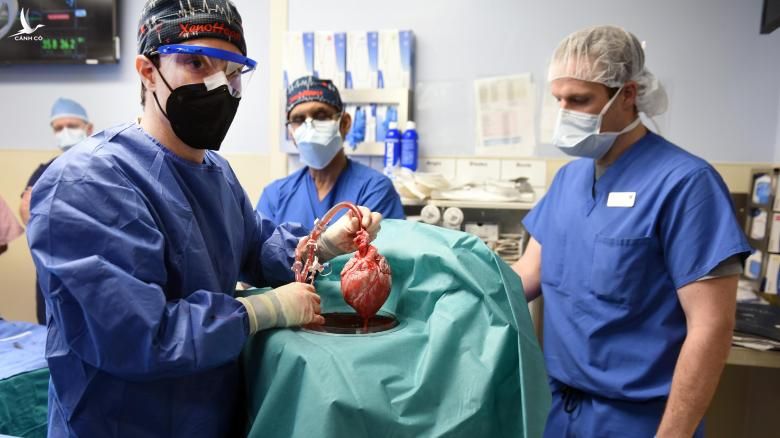Bước đột phá của y học: Cấy ghép tim heo cho người