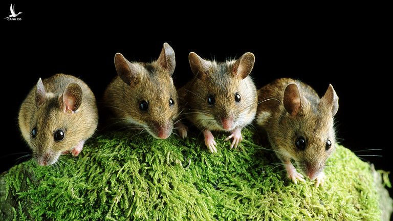 Nghiên cứu mới tiết lộ Omicron lây nhiễm cho chuột - Ảnh 1.