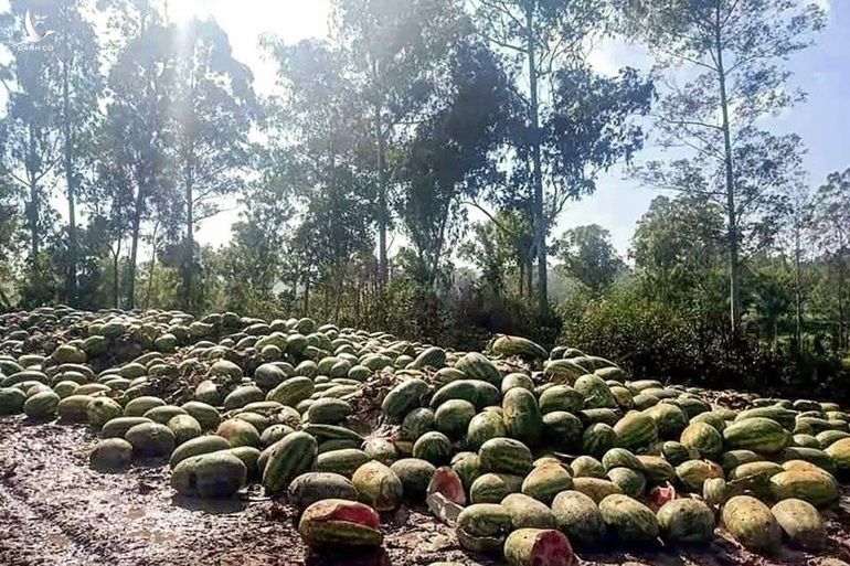 Trái cây ùn ứ, thối rữa ở biên giới Myanmar do Trung Quốc siết chống dịch - 1