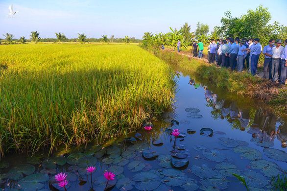 Lúa thơm-tôm sạch mục đích cuối cùng để làm gì? - Ảnh 4.