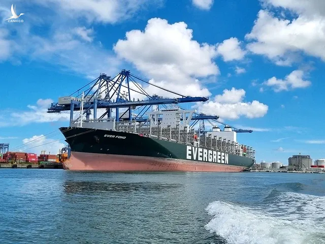 Các hãng tàu container hàng đầu thế giới đều có các tuyến dịch vụ đưa hàng từ VN ra thế giới.