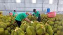 Việt Nam không cần xin ưu đãi, mà cần tạo chuẩn mực