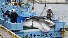 Tàu cá Nhật đưa về con cá voi đầu tiên đánh bắt thương mại sau 31 năm