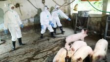 Việt Nam sản xuất thành công vắcxin phòng dịch tả lợn châu Phi