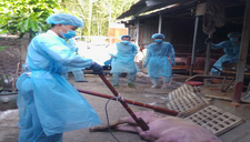 Phát hiện thêm ổ dịch tả lợn châu Phi tại TP Hồ Chí Minh