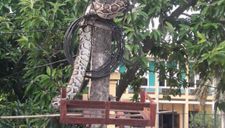 Phú Thọ: Tá hoả vì trăn “khủng” vắt vẻo trên cột điện trước cổng UBND xã