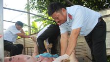 Bắt xe tải chở 1,2 tấn lợn nghi nhiễm dịch tả lợn châu Phi