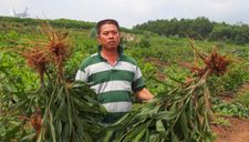 Nhổ hơn 3.000 m2 cây trồng của dân, chính quyền xã nói do nhầm tên