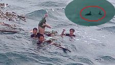 Ly kỳ chuyện cá heo “chỉ đường” cứu 41 ngư dân Quảng Nam thoát chết