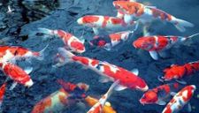 Thả cá Koi ở sông Tô Lịch: Dễ bị bệnh, chết!