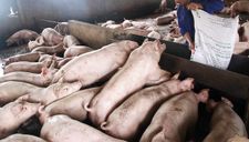 Bộ Nông nghiệp nói gì khi giá lợn tăng kỷ lục?