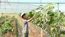 Thợ cơ khí cả gan “ném” 1,6 tỷ xuống trồng nho lạ ở đất Vĩnh Phúc