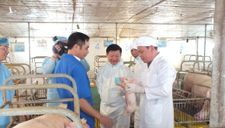 Bộ trưởng NNPTNT: Không được xuất khẩu lợn sang Trung Quốc