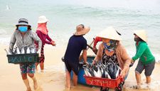 Biển gần bờ xuất hiện nhiều đàn cá, ngư dân Bình Định trúng lớn
