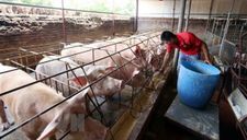 Giá thịt lợn tăng cao, người chăn nuôi vẫn chưa dám tái đàn