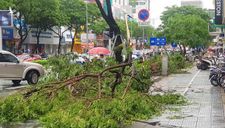 Chỉ ảnh hưởng bão, nhưng cây xanh ở Đà Nẵng đã ngã đổ tràn lan: Tiết lộ sốc