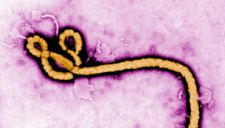 Nhật Bản vừa nhập khẩu virus Ebola và 4 mầm bệnh sốt xuất huyết nguy hiểm nhất