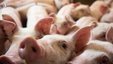 Diplomat: “Cơn khát” thịt lợn là nguyên nhân buộc Trung Quốc nhượng bộ ký thỏa thuận với Mỹ