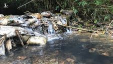 “Nước sạch” nhiễm dầu – vì đồng tiền người Việt bất chấp đạo đức