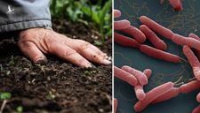 Vi khuẩn Whitmore lây lan theo những đường nào?