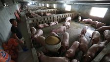 Bị phê bình vì thiếu thịt heo, Bộ Nông nghiệp báo cáo khẩn Thủ tướng
