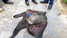 Rùa Hồ Gươm bị câu trộm liệu có phải “hậu duệ cụ rùa” không?