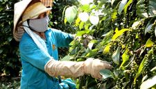Đỉnh cao 20 năm số 1 thế giới, phá sản ôm nợ trên mỏ ‘vàng đen’