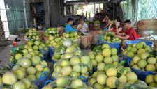 Chưa đến Tết, hàng loạt trái cây đã tăng giá mạnh