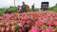 Sau thời gian ‘giải cứu’, thanh long bắt đầu tăng giá
