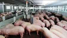 Bộ trưởng yêu cầu, phải giảm giá thịt lợn ngay lập tức